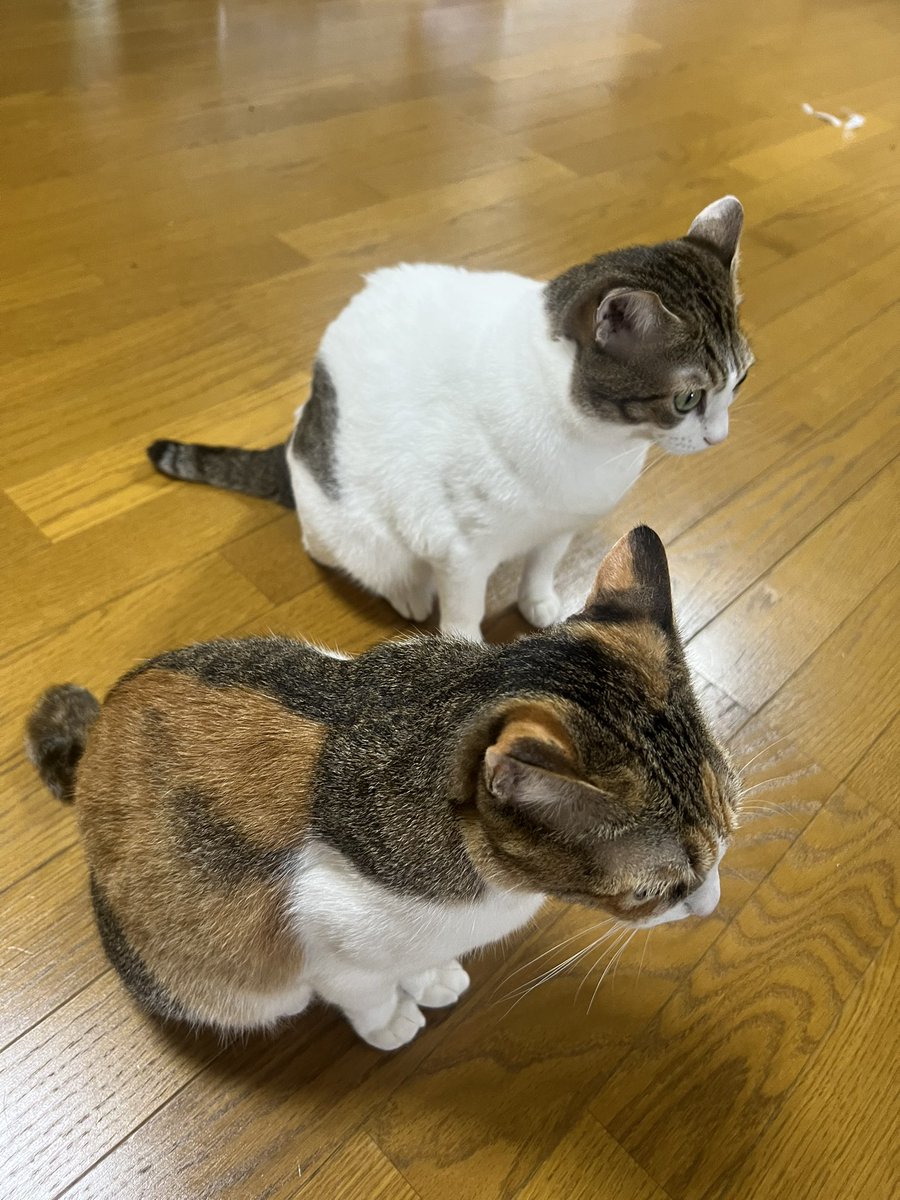 ここです✨ tweet media