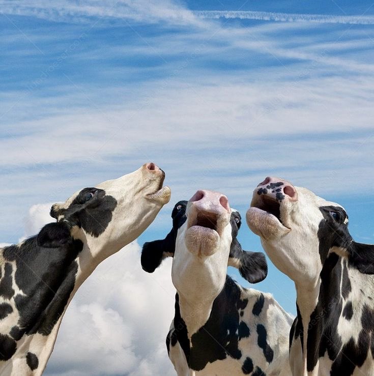✧♡𝐰𝐩𝐫𝐚𝐬𝐡𝐢°.⋆ tweet media