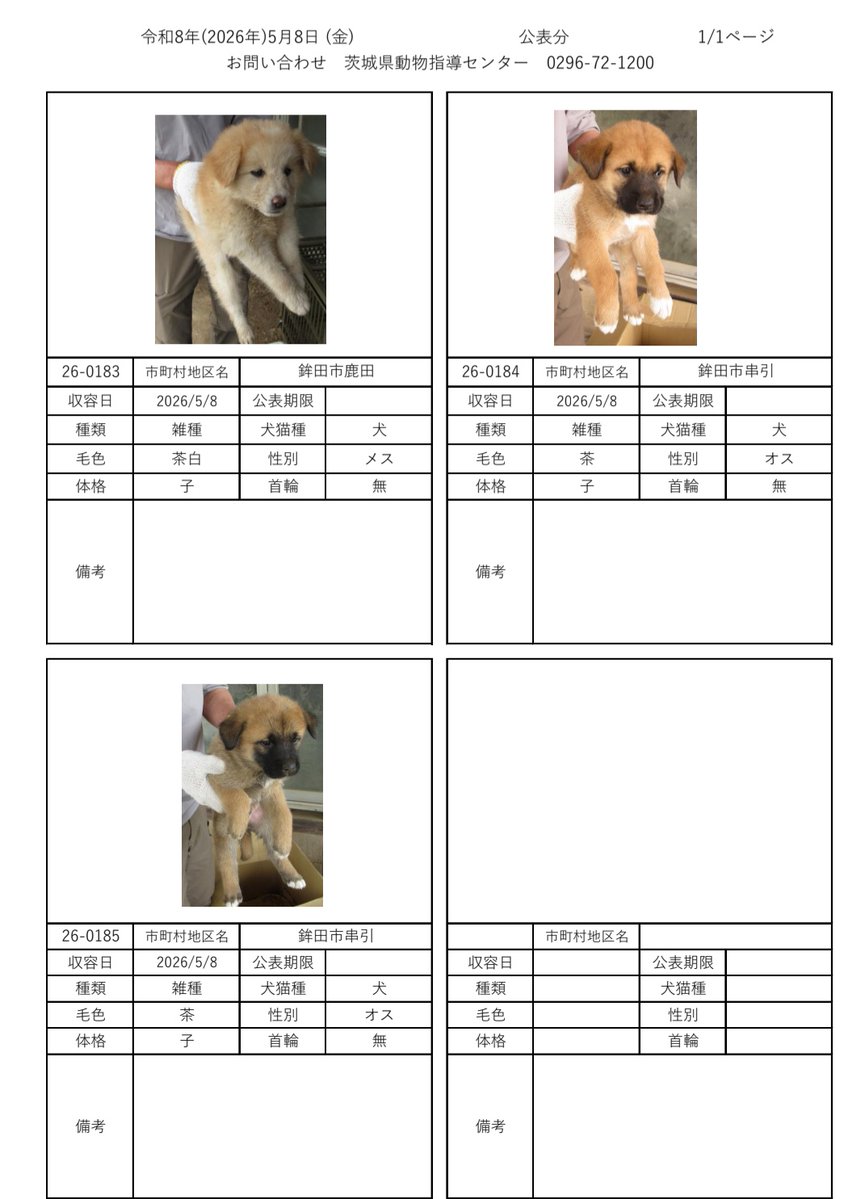 5月8日現在
茨城動物指導センターに保護されている、徘徊迷い犬子犬です。
心当たりのある方は、茨城県動物指導センターへ至急お電話お願い致します。

茨城県動物指導センター
(受付時間　平日　8:30~17:15)
0296-72-1200
#迷い犬
#迷い猫
#犬
#猫
#茨城県迷子犬
#茨城県迷子猫
