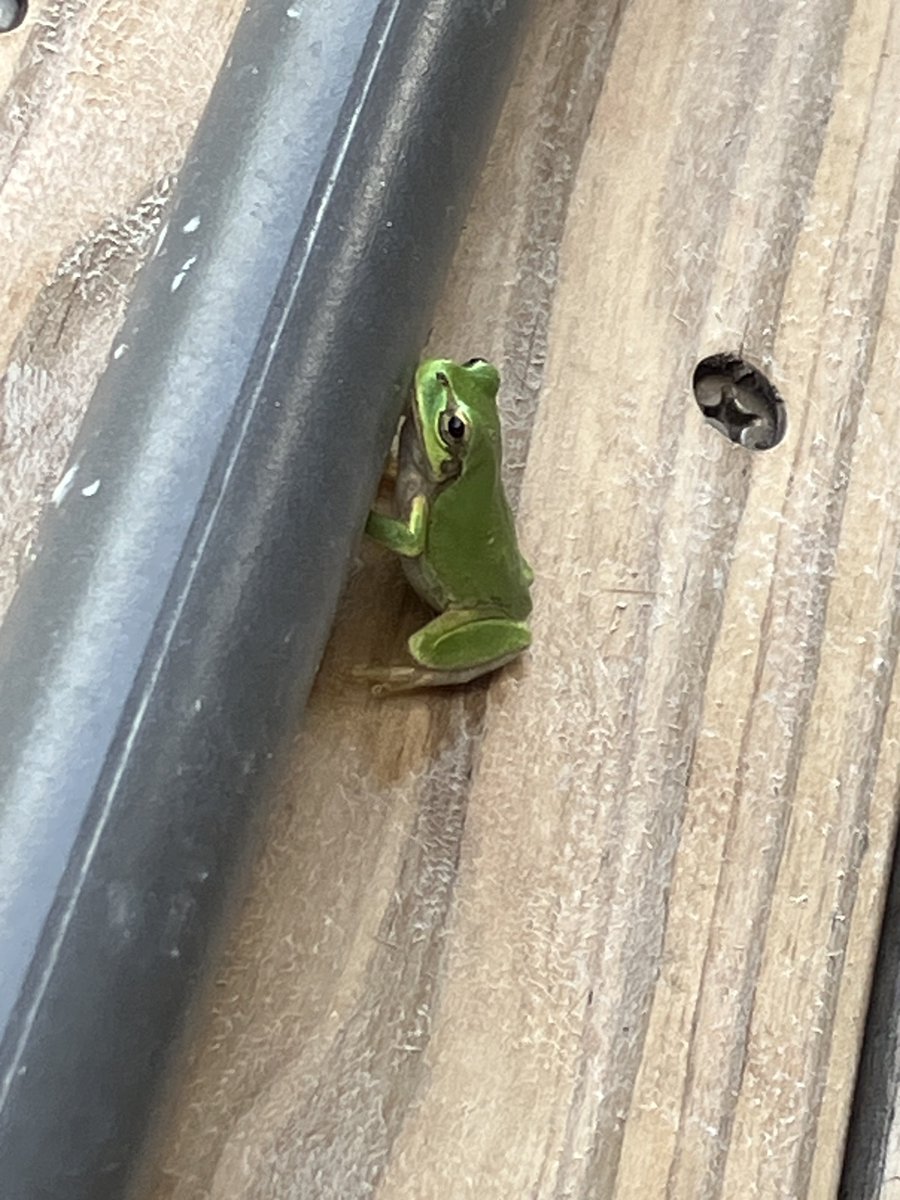 aka_bdg86's tweet photo. はつほー
山サウナの輻射熱どこから出てるんだ?!ってくらいバチ熱🥵
滝サウナはクナイプみたいな利用ができるけど衆目監視の最中にやるのには少し勇気が😂譲り合い必至
ロケーションとコンセプトがカチッとハマってて、今の時期の涼しい風がまた気持ちいい!
いい体験でした🐸
#SATOYAMATERRACE https://t.co/TmgHl5xbvh