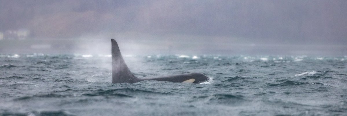 今日の羅臼は
午後から風が吹く予報。
　
凪も良いんだけど
欠航になるかどうかのラインの
波を割って進むオスシャチが
至高だと思っている。
　
#2026年羅臼夏季クルーズ