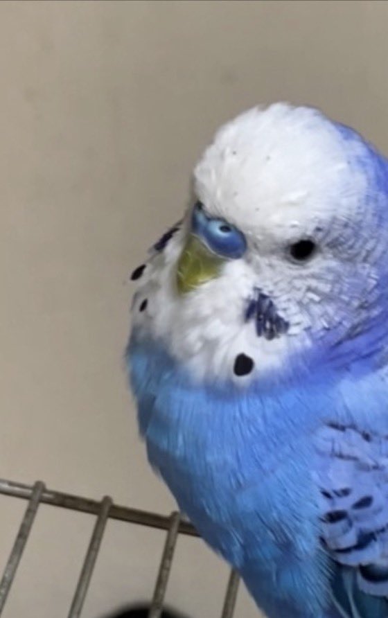 てて| ‹:) tweet media