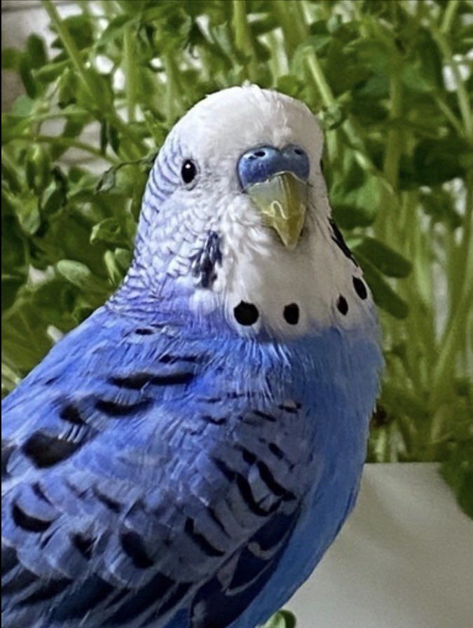 てて| ‹:) tweet media