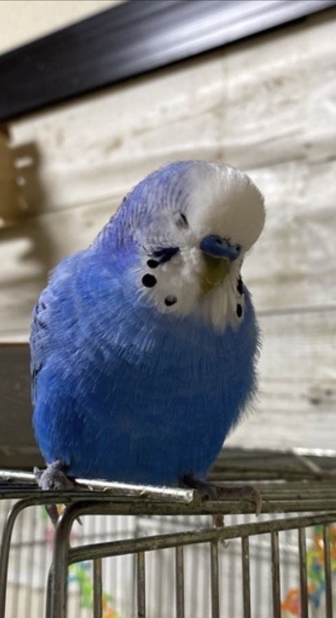 てて| ‹:) tweet media