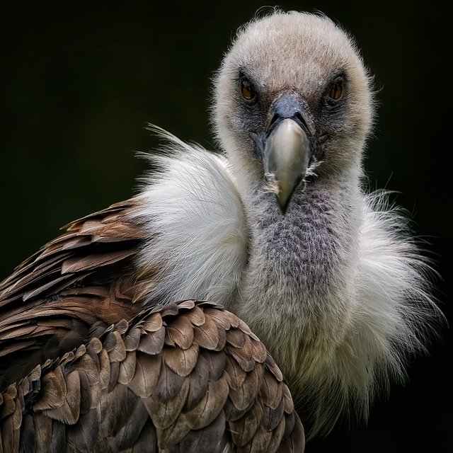 Oswald Boey tweet media