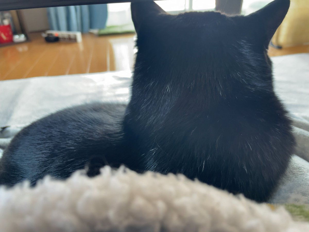 fuji@カメとねこ tweet media