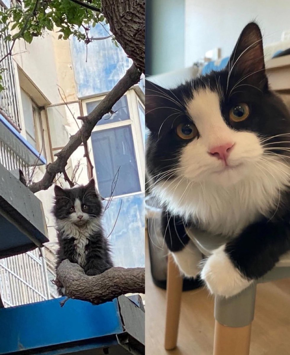Cat 🐈 tweet media