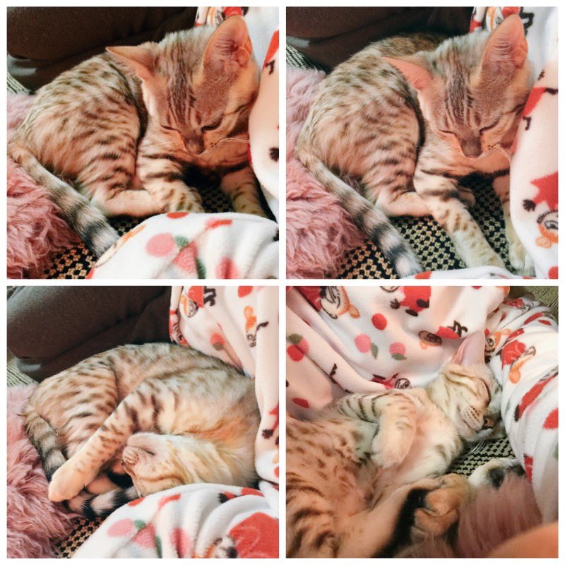昨日アリエルが夢に出てきて「アリタンやん!なんでいるの?…まだ生きてたんだっけ…?」となぜか納得して、アリタンかわいい〜!!とアリタン吸いをしたらずっとじっとしててくれた。またギュッとしたいので時々遊びに来て欲しい
