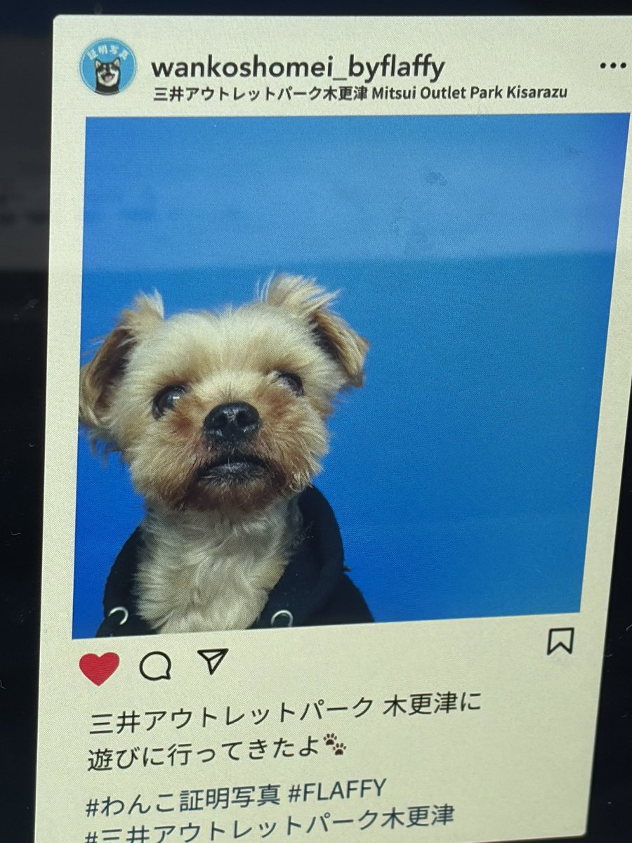 モカ tweet media