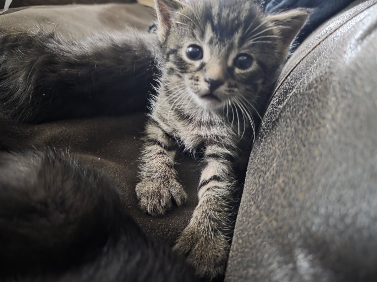odom_cody22's tweet photo. @muffinsarchivee My cat recently had kittens and this one is a polydactyl (he has extra toes). He's got a total of 20 lil beans. https://t.co/vIehKmIJ5D