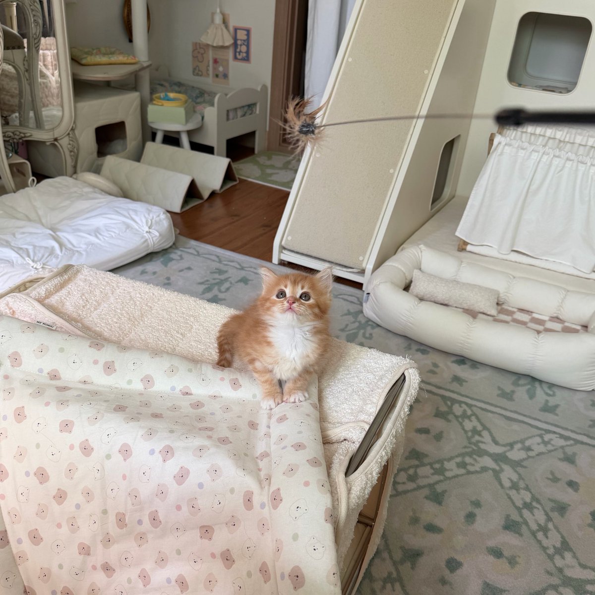 제법 고양이