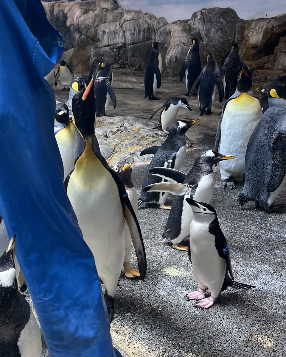 ペンギン」トピック (@penguin1topi) / Posts / X