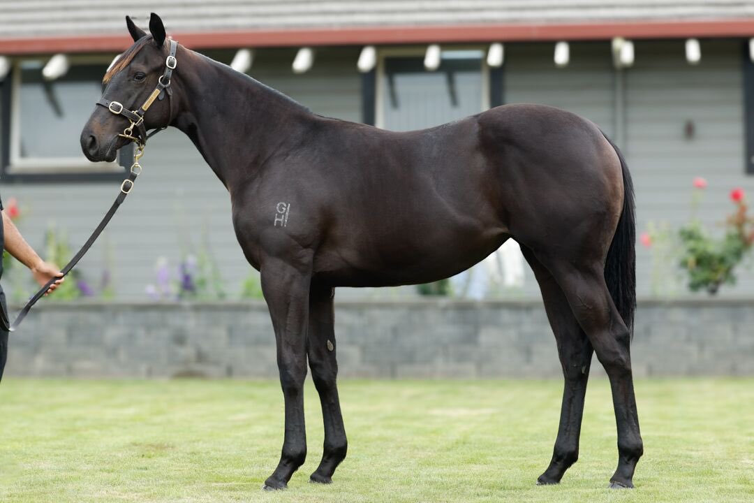 KarakaChat's tweet photo. Nightline (NZ) (Redwood) claimed the Listed 🍾Moet & Chandon Gold Coast Braclelet Stakes (1800m) @GCTurfClub for Sears Racing @SearsMaddy. 🏇🏻🎉

Purchased $75,000 by @PMBRacing & Catheryne Bruggeman from @WestburyStud’s Karaka 2024 draft 🤝

Congrats to all connections 🥂

#WhereWinningBegins✨