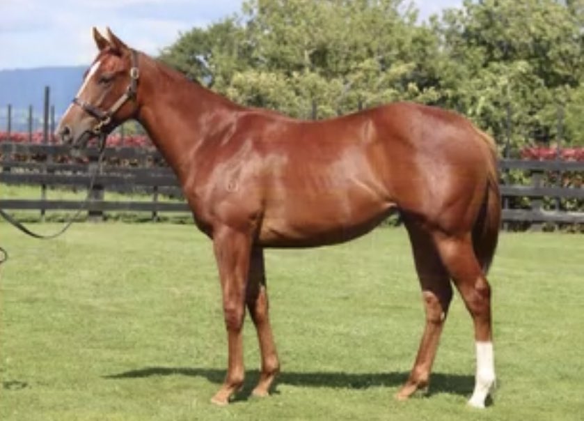 KarakaChat's tweet photo. Churchillian (NZ) (Churchill) took out the Group Three Rotorua ITM Stakes (1400m) for @pikeracingnz 🏆🎉

Bred and sold by @PencarrowStud to @pwilletts1 for $100,000 at Karaka 2021 🤝

Congrats to all connections 🥳

#WhereWinningBegins https://t.co/bMxGE8NBUG