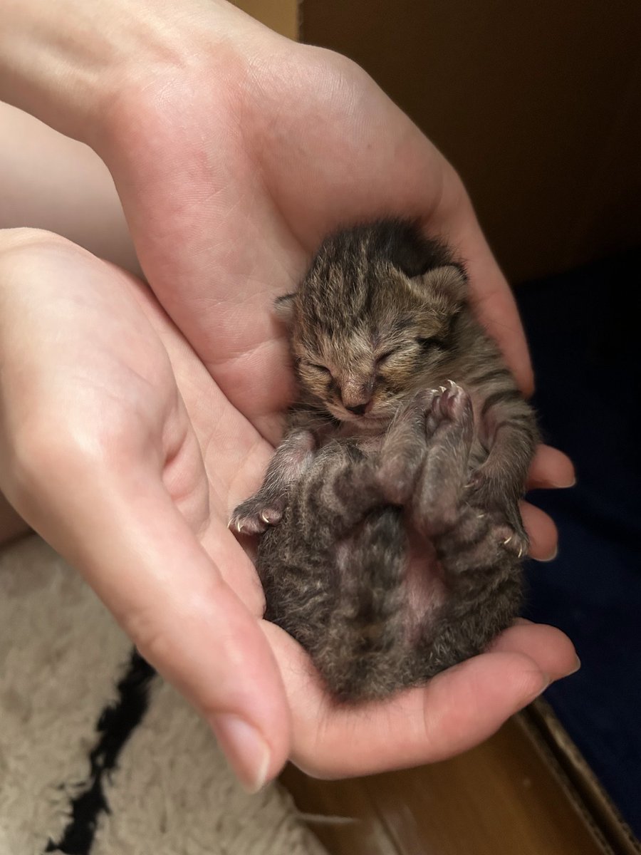 ごんねこ (@vqfuv) on Twitter photo 