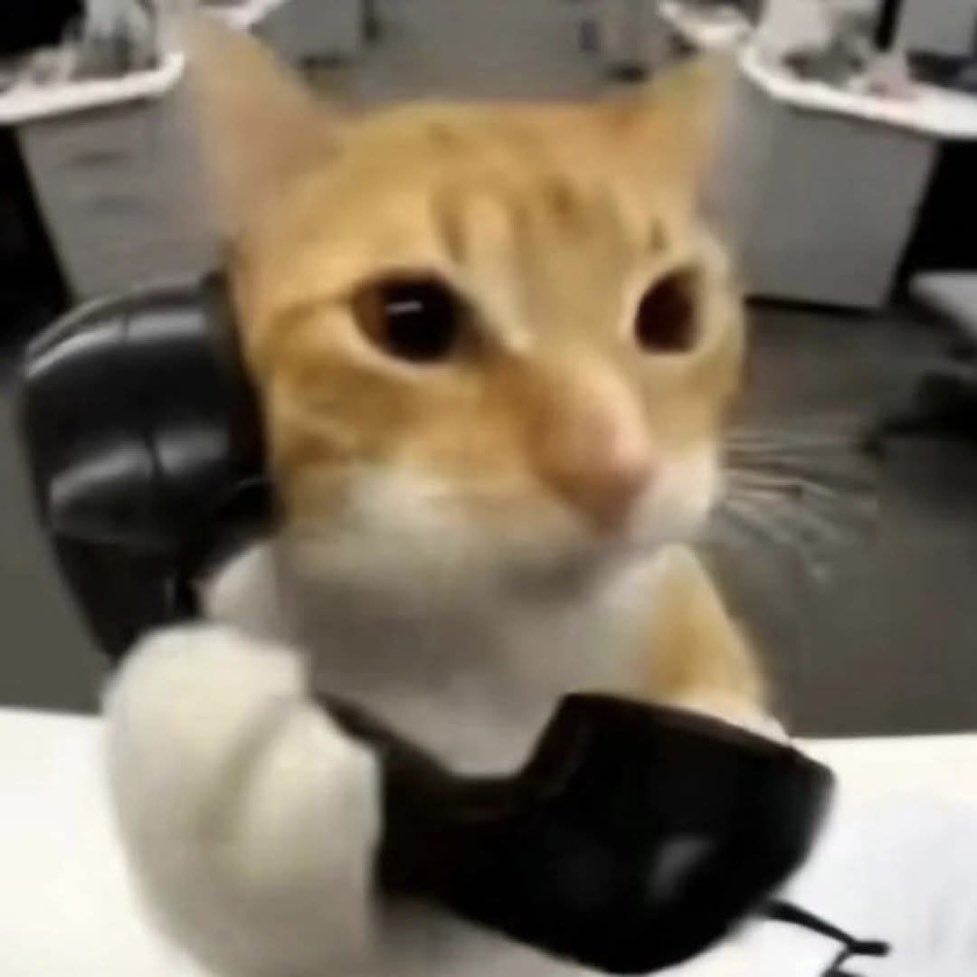 alô tá miauvindo? 📞