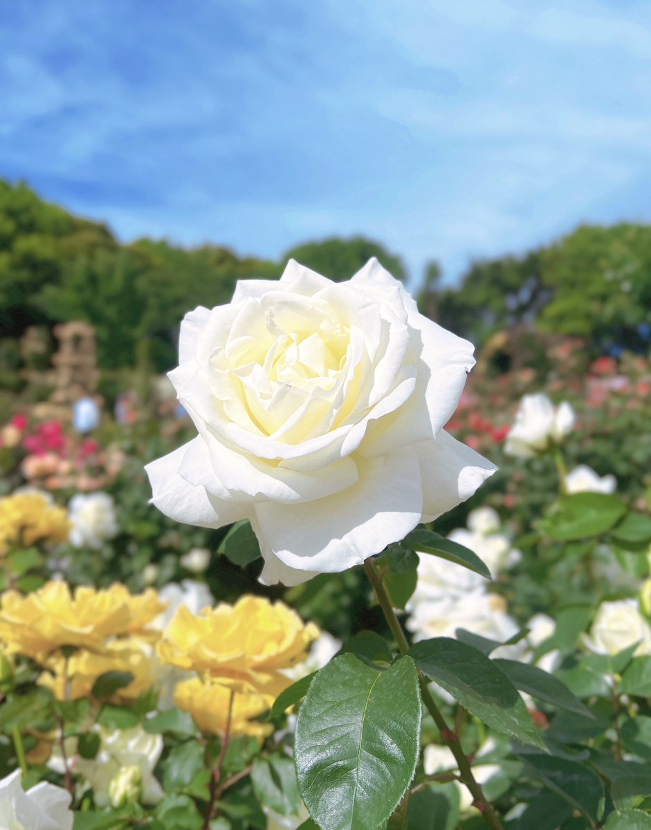 今日は初めて京成バラ園に行ってきた。敷地面積を埋め尽くすように