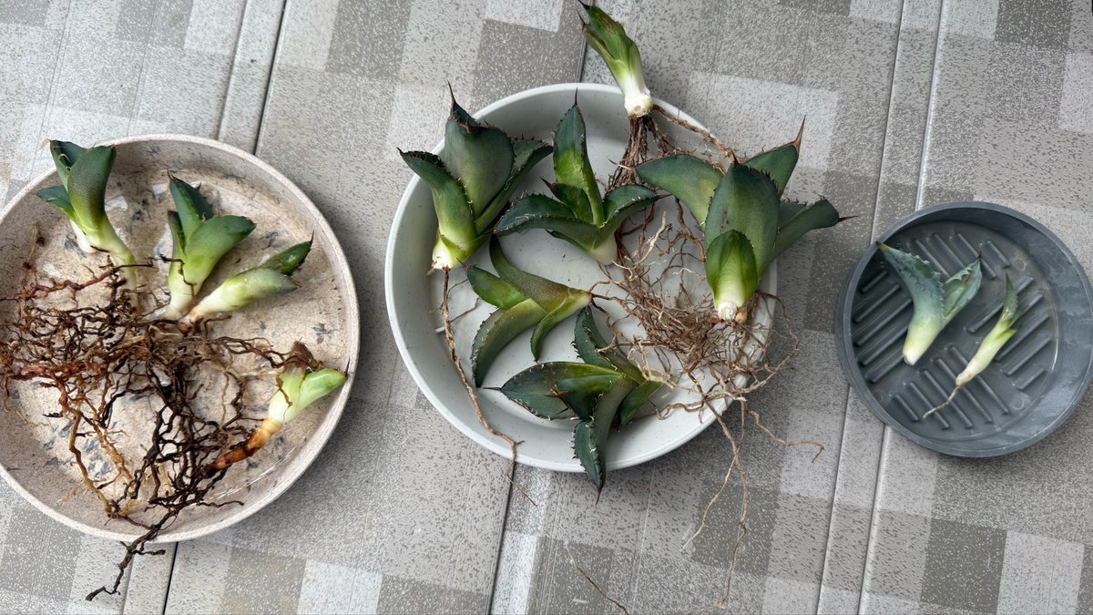 dls_gamerlive's tweet photo. 植え替えまだまだいくらでもあるけど3株植え替えてこの量...

スペース問題不可避😂 https://t.co/hUpdx7KVep