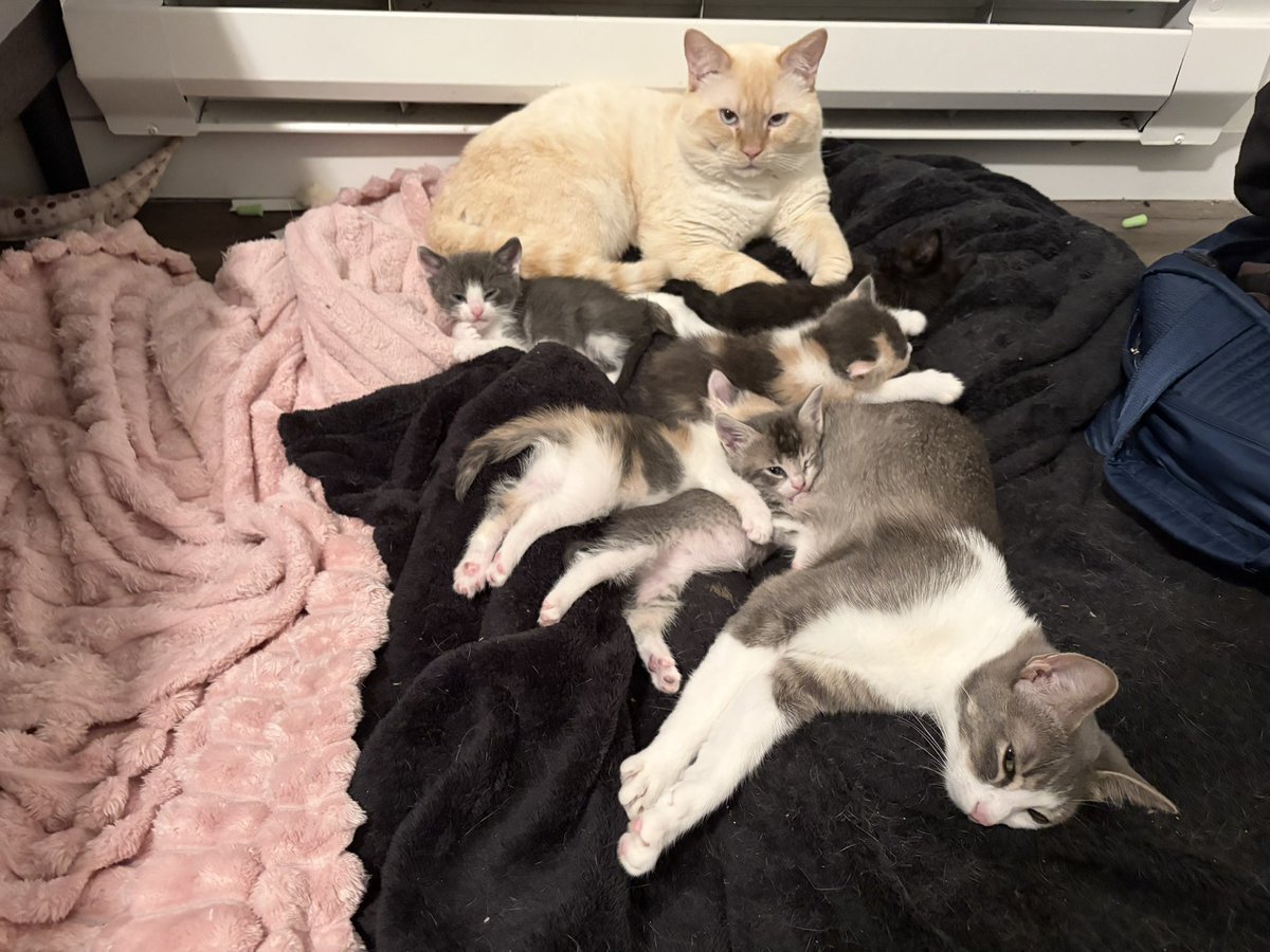 mama papa and all the babies cuddling ^-^