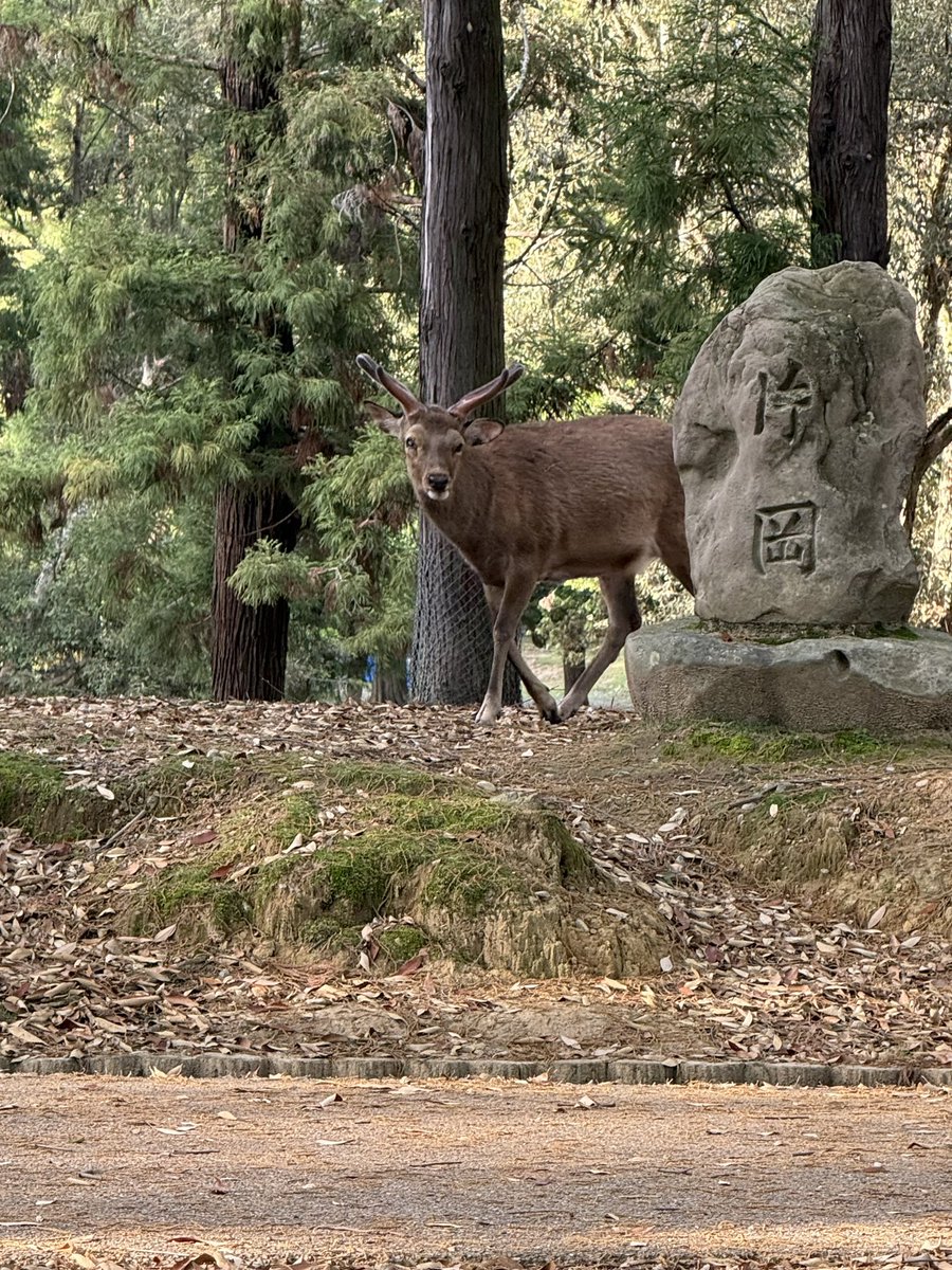 naraminsdan's tweet photo. 皐月の奈良公園
浅茅ケ原　猿沢池エリア🦌✨
＃奈良の鹿を守りたい https://t.co/rEt5dxfDIs