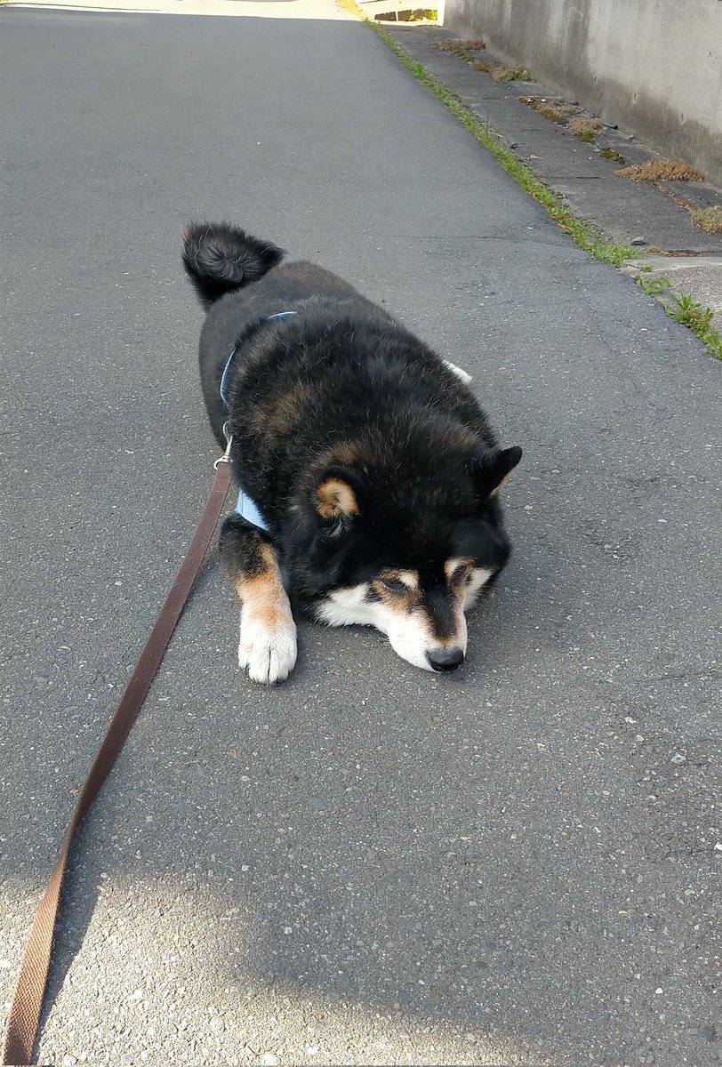 おさんぽいく？って聞いたらいくいく！っていうから出てみたけどこれ