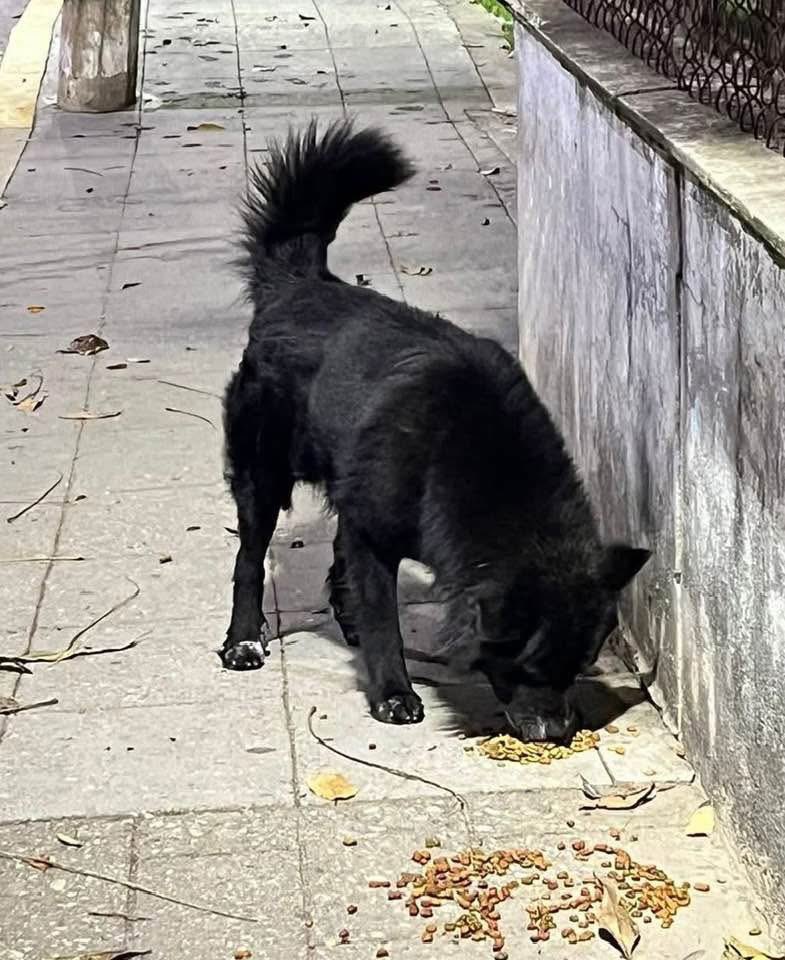 ArturoVill7's tweet photo. En Tuxtepec, Oaxaca, un perrito callejero de nombre Rocko, fue asesinado por el H. Ayuntamiento.

Ordenaron que lo durmieran porque según era “bravo”. Nunca hubo pruebas de su salvajismo, al contrario, había videos donde gente lo alimentaba y jugaba con el.

El Presidente municipal, Fernando Huerta, destituyó a la encargada del “Albergue” de Mascotas, pero el daño ya está hecho. 

No ofrecieron ninguna disculpa ni mostraron arrepentimiento. El lomito JAMÁS representó un peligro.