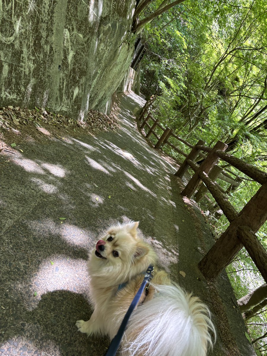 ほぼポメラニアンのおこげ tweet media