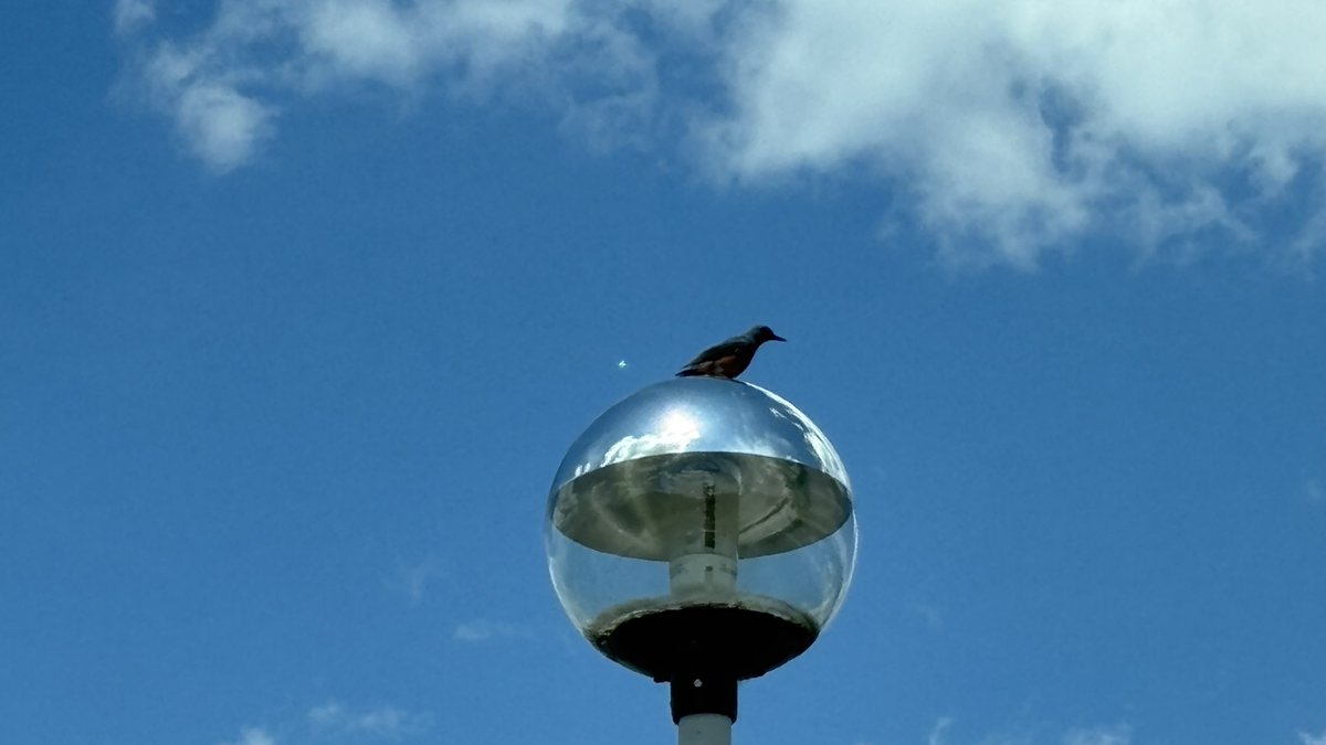 ORB tweet media