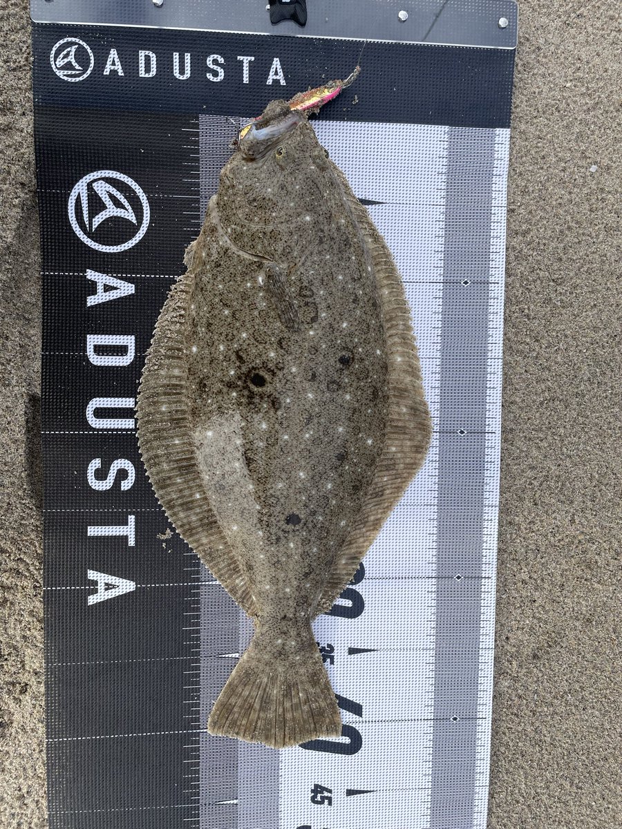 peace1669's tweet photo. 渋い中でもヒラメ✨
    サイズアップ目指してまた通います🎣

#ADUSTA
#ウラガノ
#ピンクジョーカー https://t.co/3hEQR8AP56
