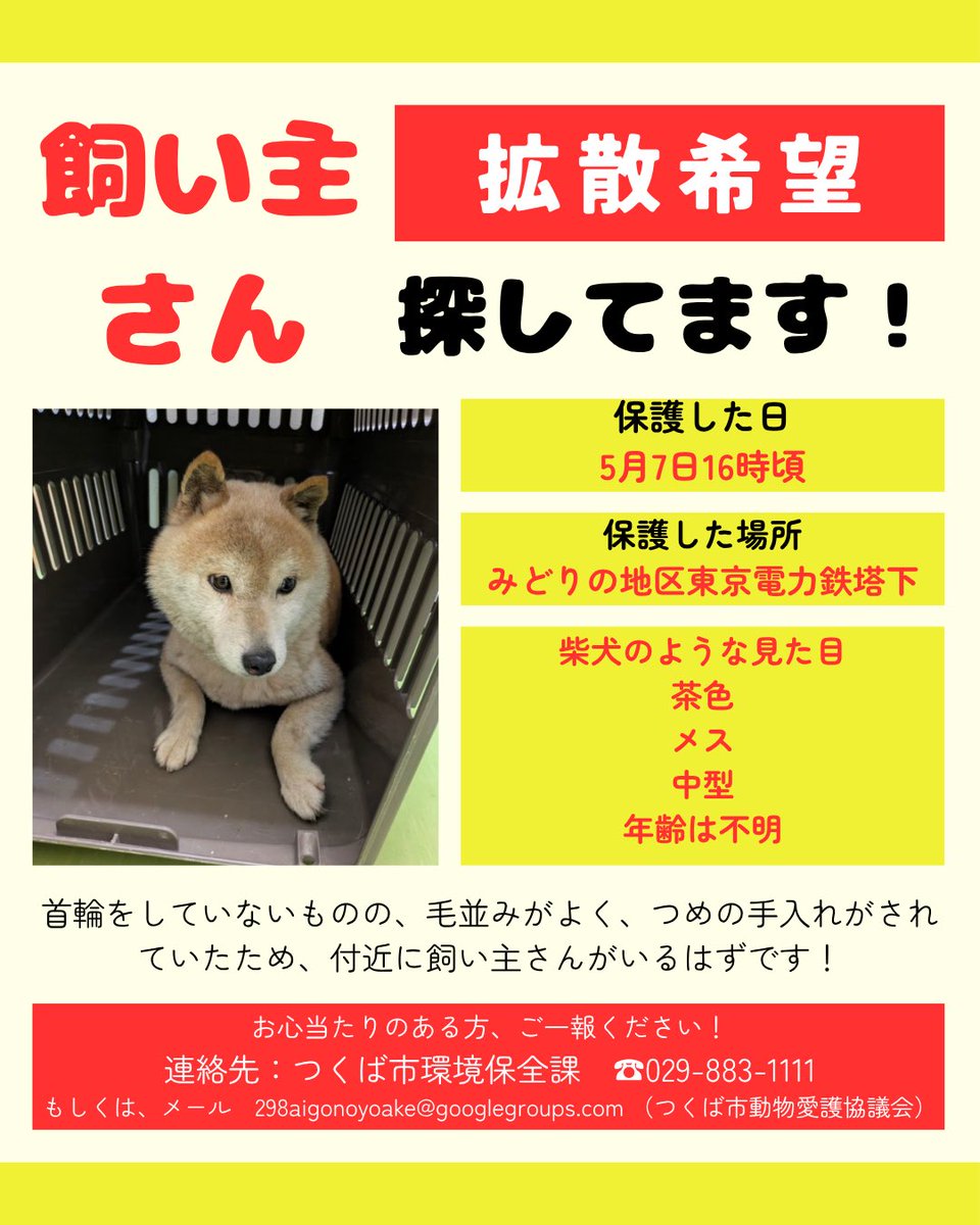 sayakaatyan's tweet photo. つくば市動物愛護協議会で迷い犬を保護しています。
みどりのの東京電力の鉄塔下でつくば市が保護しました。一時保護した動物病院で男の子を出産しています。拡散お願いします！

#迷い犬　#柴犬　#みどりの https://t.co/UzsfYuevaF