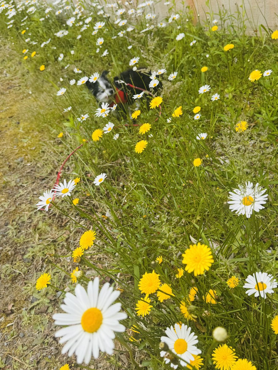 jukuto's tweet photo. マーガレットの下にいる犬…こういう写真は、小型犬ならでは。 https://t.co/sjz0S4k2Ro