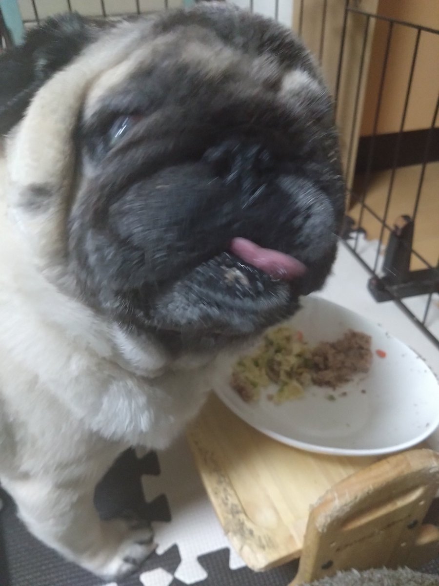lifewithPug's tweet photo. 昨夜は誕生パーティー
はな、1歳になりました！
#パグ 
#pug https://t.co/n9DGzNiur2