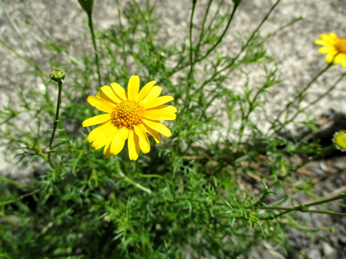 🐸YOSHIK3🌻🔨(はぴか推し垢💛) tweet media