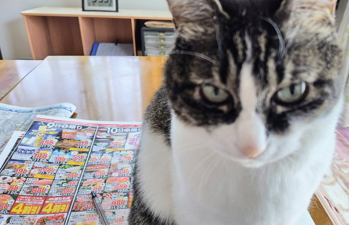 三毛猫 (@nanayoume33) / Posts / X