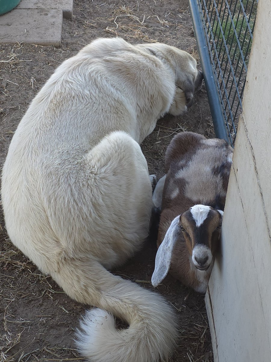 HeritageSpring's tweet photo. All of the babies love their dog Gabe so much. Little Chaos chose to come wedge herself in to lay next to him. ❤️ https://t.co/gYqVMyRFqt