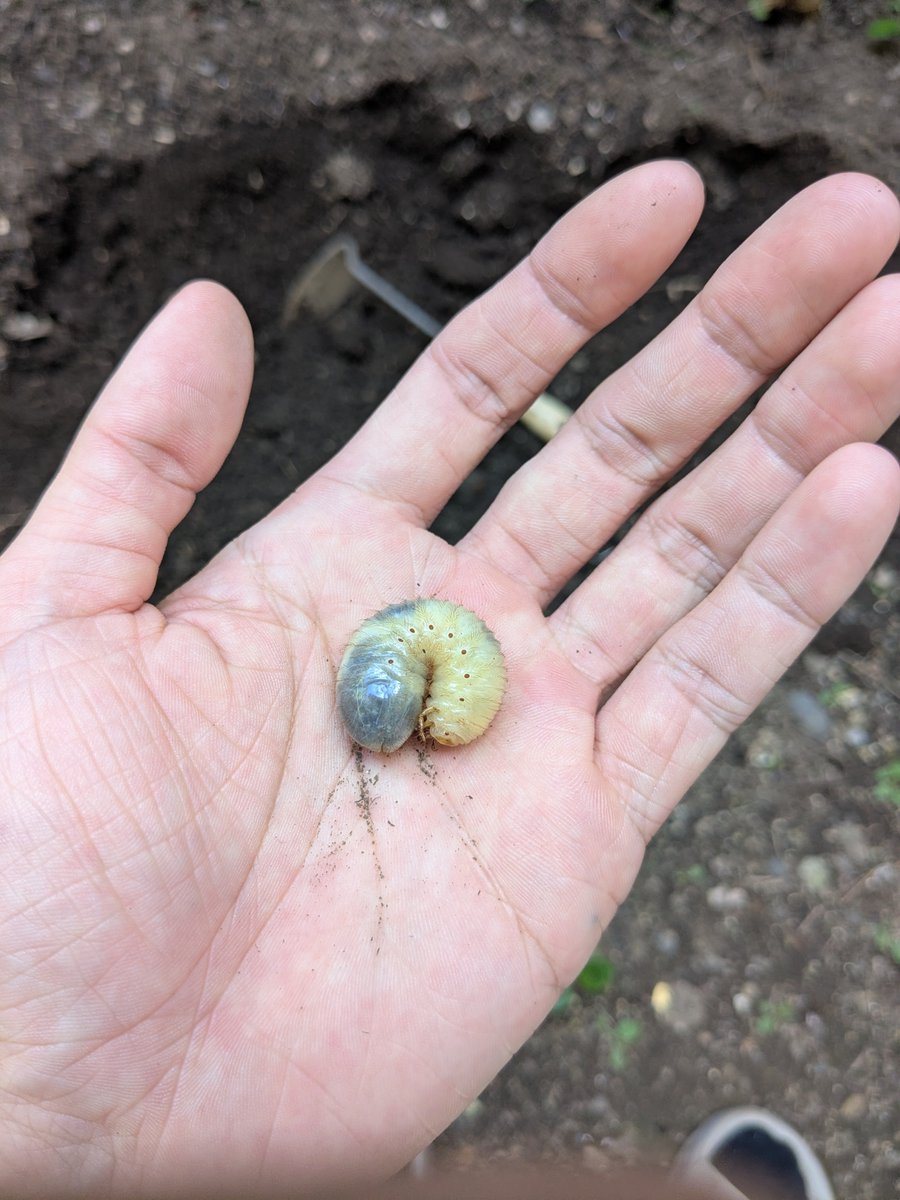 ___yoNABE___'s tweet photo. 畑エリア拡張しようとしたら幼虫出てきた
大きくなれよー https://t.co/Rv0blmD769