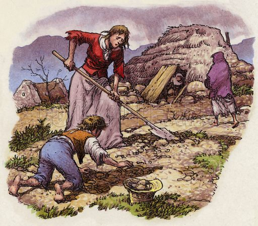 VirtudMental's tweet photo. 1845-1852, Irlanda. La Gran Hambruna mata a más de un millón de personas. Esto se enseña como un fracaso inevitable de los cultivos. Excepto: Durante la hambruna, Irlanda era un exportador neto de alimentos.

Mientras los campesinos irlandeses morían comiendo patatas podridas, las granjas irlandesas enviaban ganado, cerdos, mantequilla y huevos a Inglaterra. Cantidades masivas. Suficientes para alimentar a todos en Irlanda dos veces. Barcos salían de puertos irlandeses cargados de ganado mientras la gente se moría de hambre a la vista de esos puertos.

¿Por qué? Los terratenientes ingleses eran dueños de la tierra. Los agricultores arrendatarios irlandeses la trabajaban y pagaban el alquiler en productos. Los terratenientes vendían esos productos en Inglaterra. A los campesinos les quedaban solo los restos de lo que habían cultivado en parcelas personales: casi exclusivamente patatas porque las patatas podían alimentar a una familia en un terreno mínimo.

Cuando las patatas fallaban, los campesinos no tenían nada. Pero el ganado pertenecía a terratenientes ingleses ausentes que seguían exportando porque era su propiedad. El gobierno británico podría haber detenido esto. Eligieron no hacerlo.

La razón declarada era la economía de libre mercado. La razón real: la clase dirigente inglesa consideraba a los irlandeses superpoblados. La hambruna se veía como un control natural de la población.

Charles Trevelyan, quien administró el alivio de la hambruna, escribió que la hambruna era "un golpe directo de una Providencia todavíamente sabia y misericordiosa" que enseñaría a los irlandeses una mejor agricultura. Se opuso al alivio efectivo porque creía que el sufrimiento era educativo.

Los campesinos irlandeses habían sido perfectamente capaces de agricultura diversa antes de la colonización inglesa. Irlanda había criado ganado durante milenios. Pero las políticas de tierra inglesas empujaron a los católicos irlandeses a tierras marginales. En una o dos hectáreas, no puedes criar ganado. Cultivas patatas. Cuando las patatas fallaban, no tenían plan B porque les habían negado sistemáticamente el acceso a la agricultura animal.

Los agricultores irlandeses protestantes y los terratenientes ingleses seguían criando ganado y exportando carne de vaca. Soldados armados custodiaban estas exportaciones. Hay casos documentados de campesinos hambrientos siendo baleados por intentar robar comida que se exportaba durante una hambruna.

A tus antepasados irlandeses no se les permitía comer el ganado que criaban porque ese ganado pertenecía a terratenientes ingleses. Te dicen que la carne de vaca es destructiva para el medio ambiente y que deberías comer proteínas vegetales sostenibles. El ganado sigue criándose. Solo va a gente que puede pagarlo.