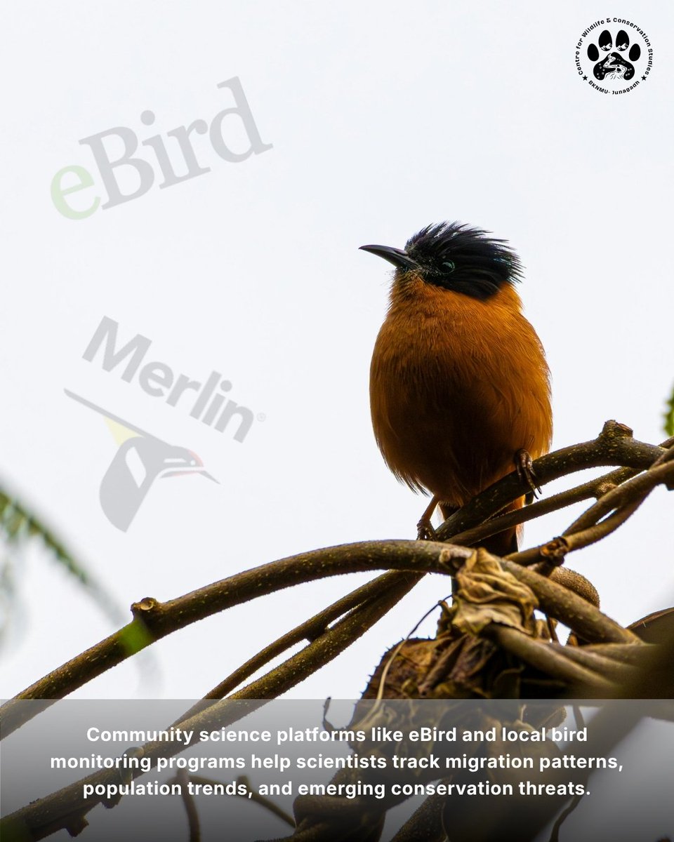 Center for Wildlife & Conservation Studies tweet media