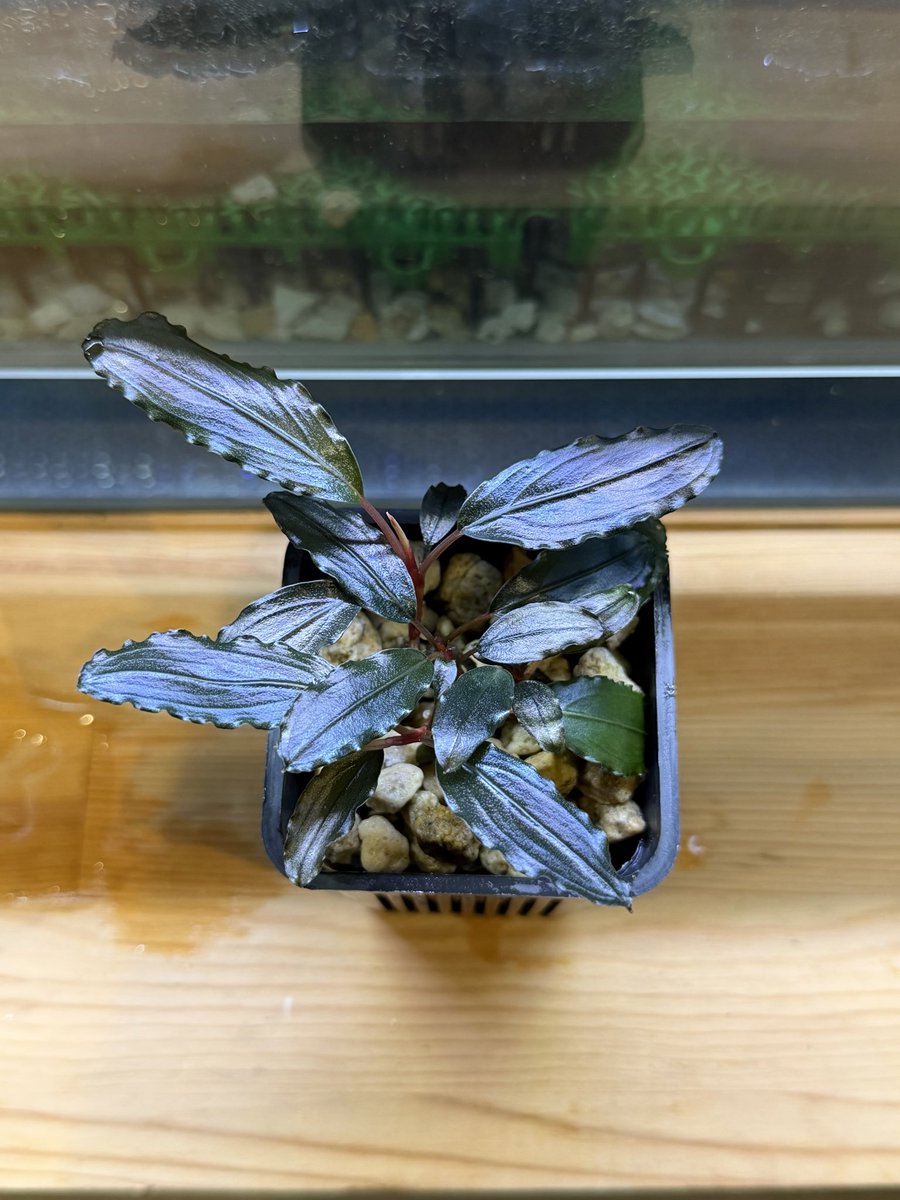 とても美しい🌱

水の国のブセも集めたいけど
多すぎて分からない笑