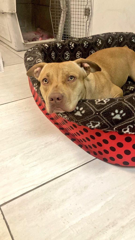 PerrosPlazaHuem's tweet photo. @florsurena @carolinapinoc @DiaztabitaE @BrendaEtchegar1 @alegriagonzaa @Sanfeliu @urrutia_sonia @Fundacion_CIMA @SanTiag35618533 @AlbertJulian13 @rod_herrera @iritas1117 @SOS_Animales @NoticieroAnimal @BPAnoticias @callejeritosDLV @Salosnaticos @kattykowaleczko @oane_83 @F_GarrasyPatas @BFranklinHuemul @biobio Una diosa hermosa y puro amor https://t.co/2nWfI1ASS3