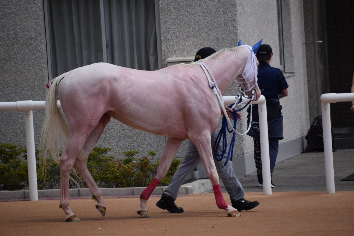ジャジャミンさん、レース後は白い馬体が桃色に🌸