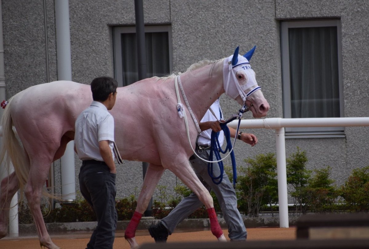 なほのウマ🐴💕 tweet media