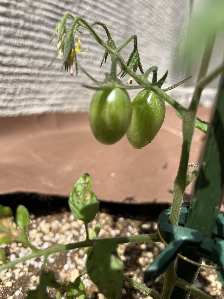 我が家の野菜、果樹達が咲きはじめ、ブルーベリーは実が付き始めました😸

#家庭菜園
#農園
#ナス　#トマト　#レモン
#ブルーベリー