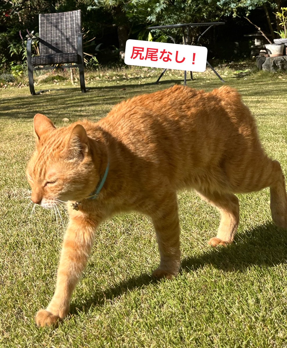 茶トラヒロシ tweet media