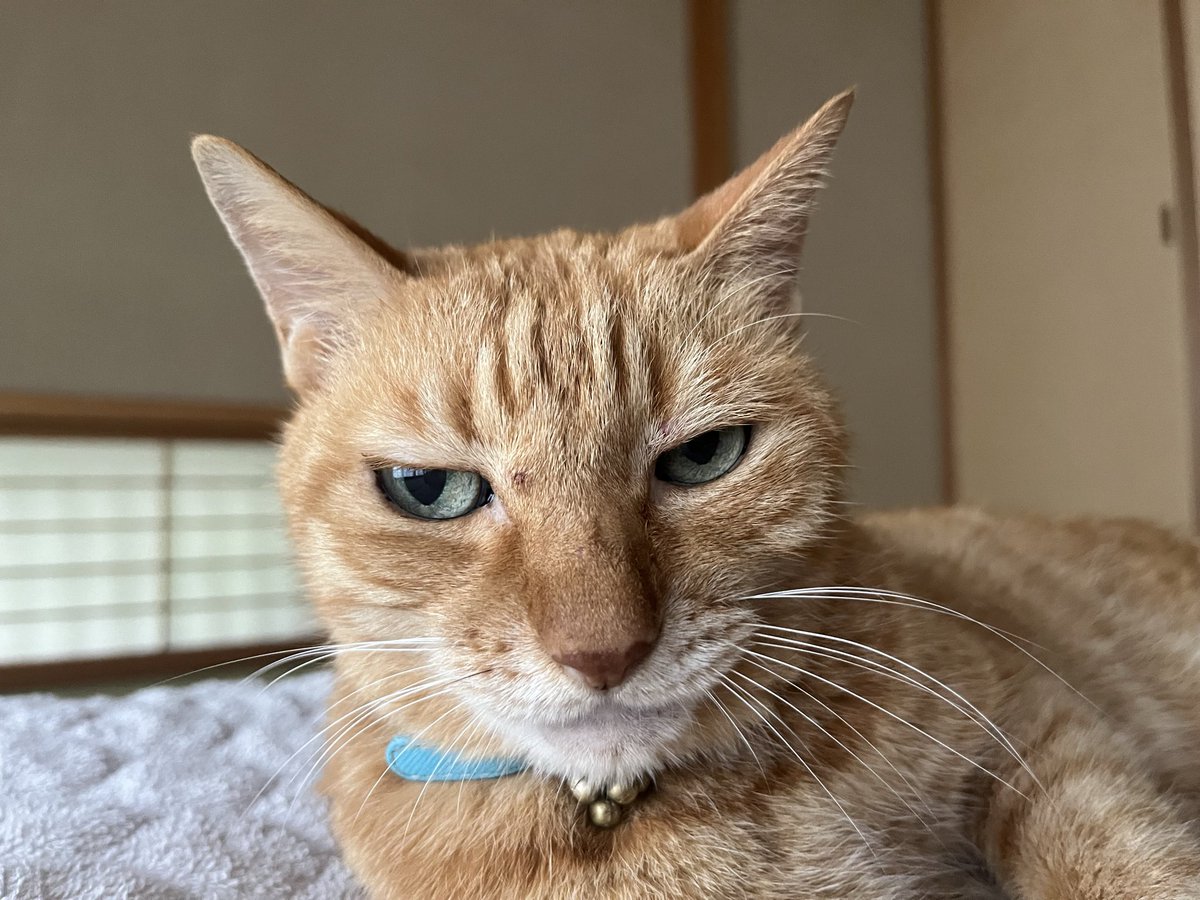 茶トラヒロシ tweet media