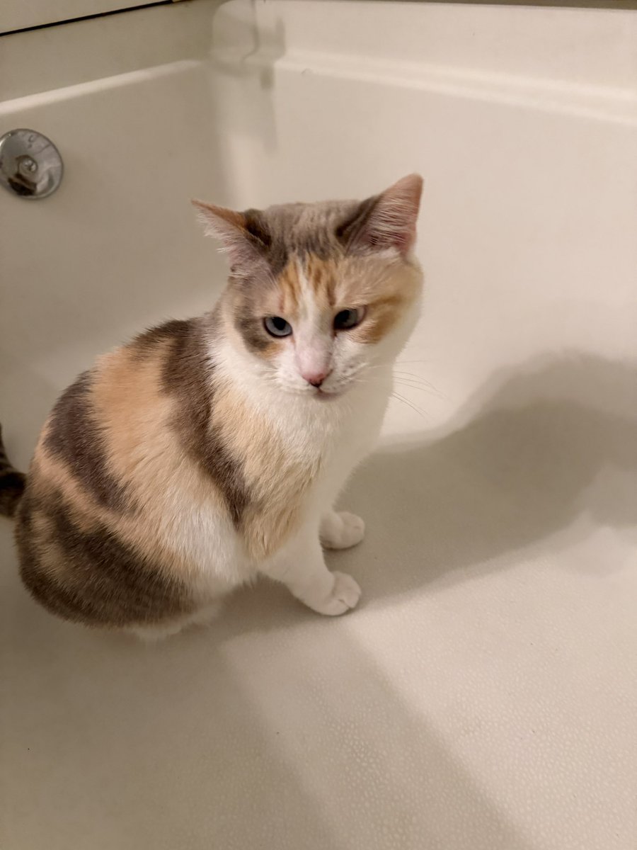 Panko A. Cat’s Mom tweet media