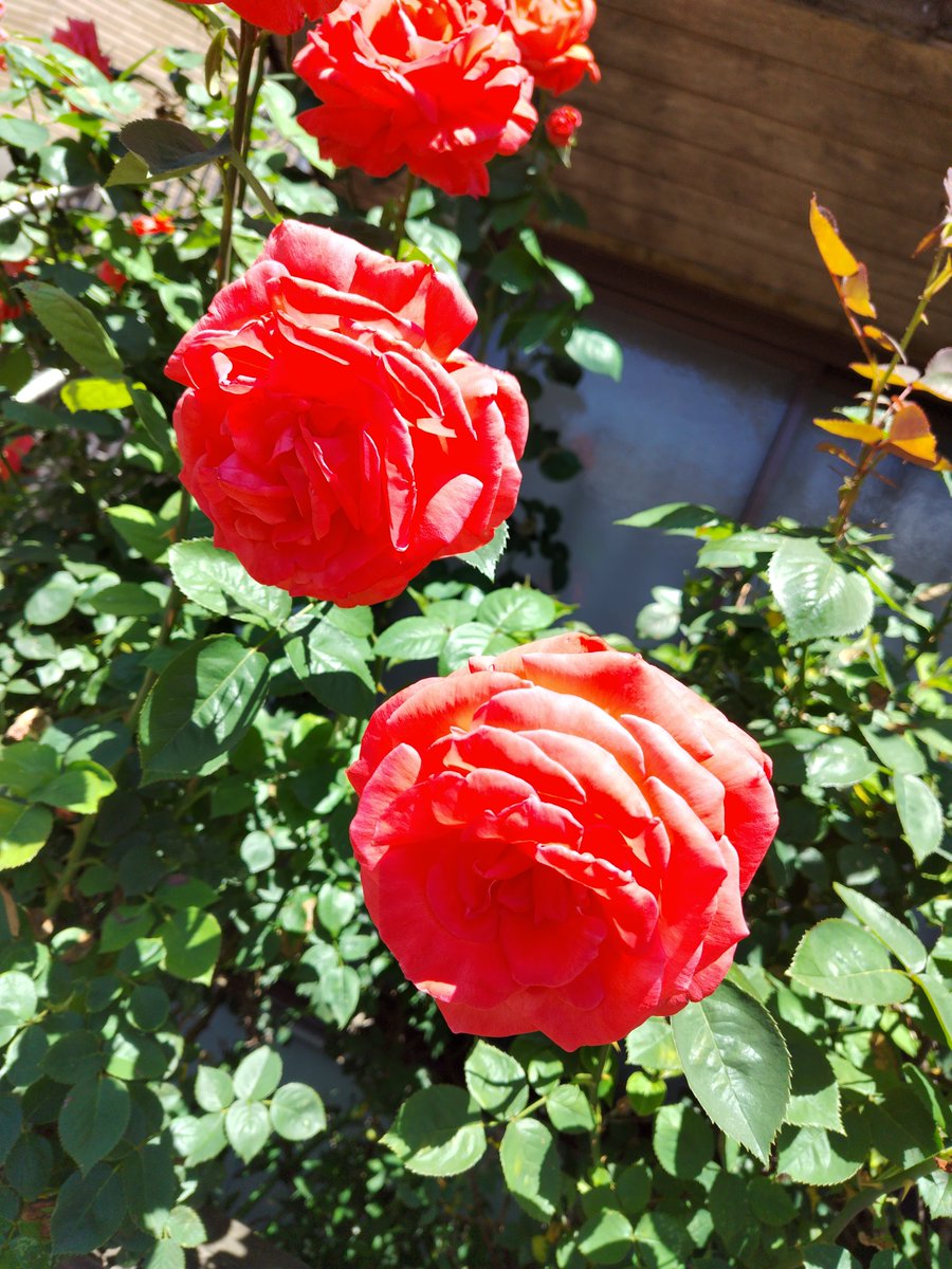 散歩が気持ちいい☀🌹