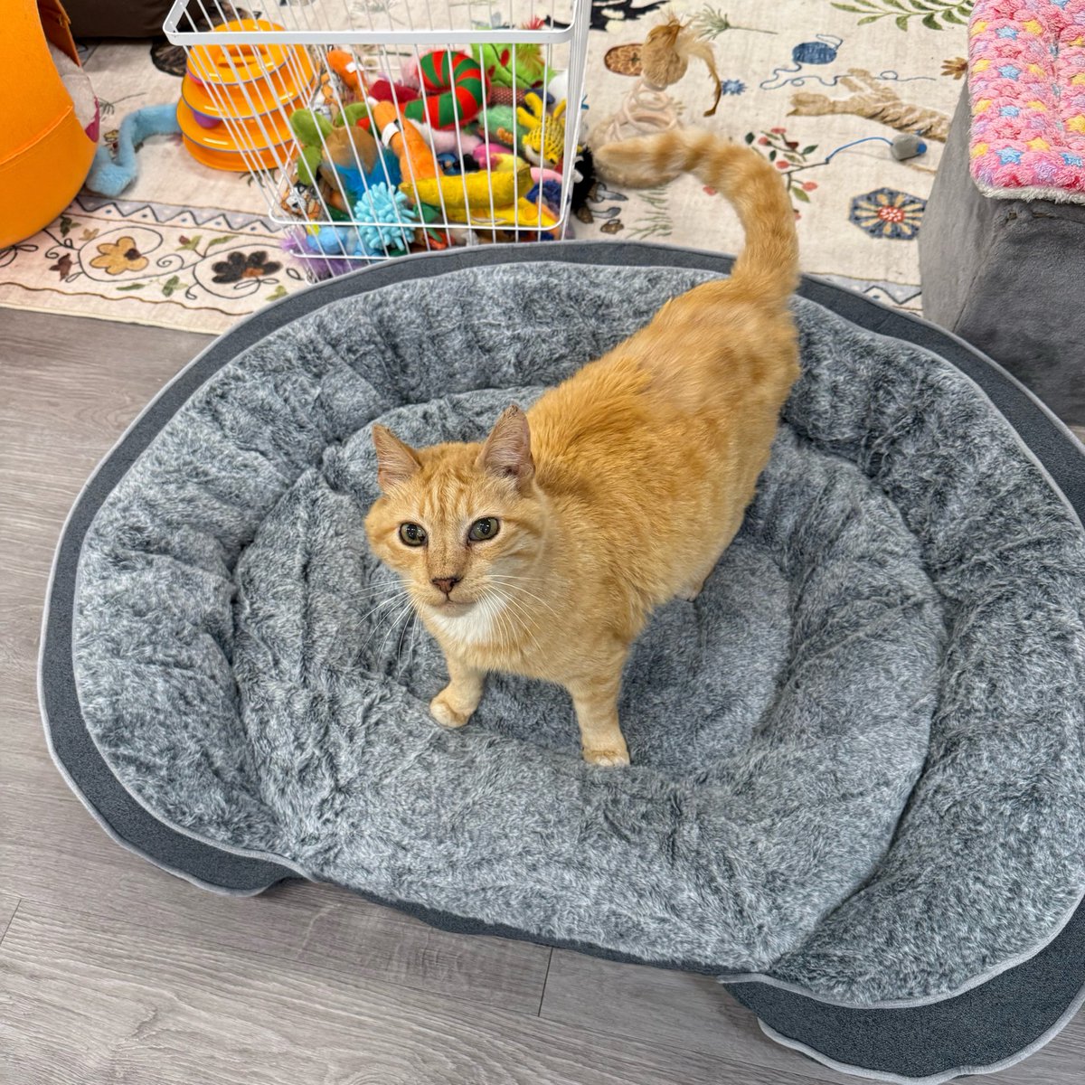 Friends of Bear Cat Rescue tweet media