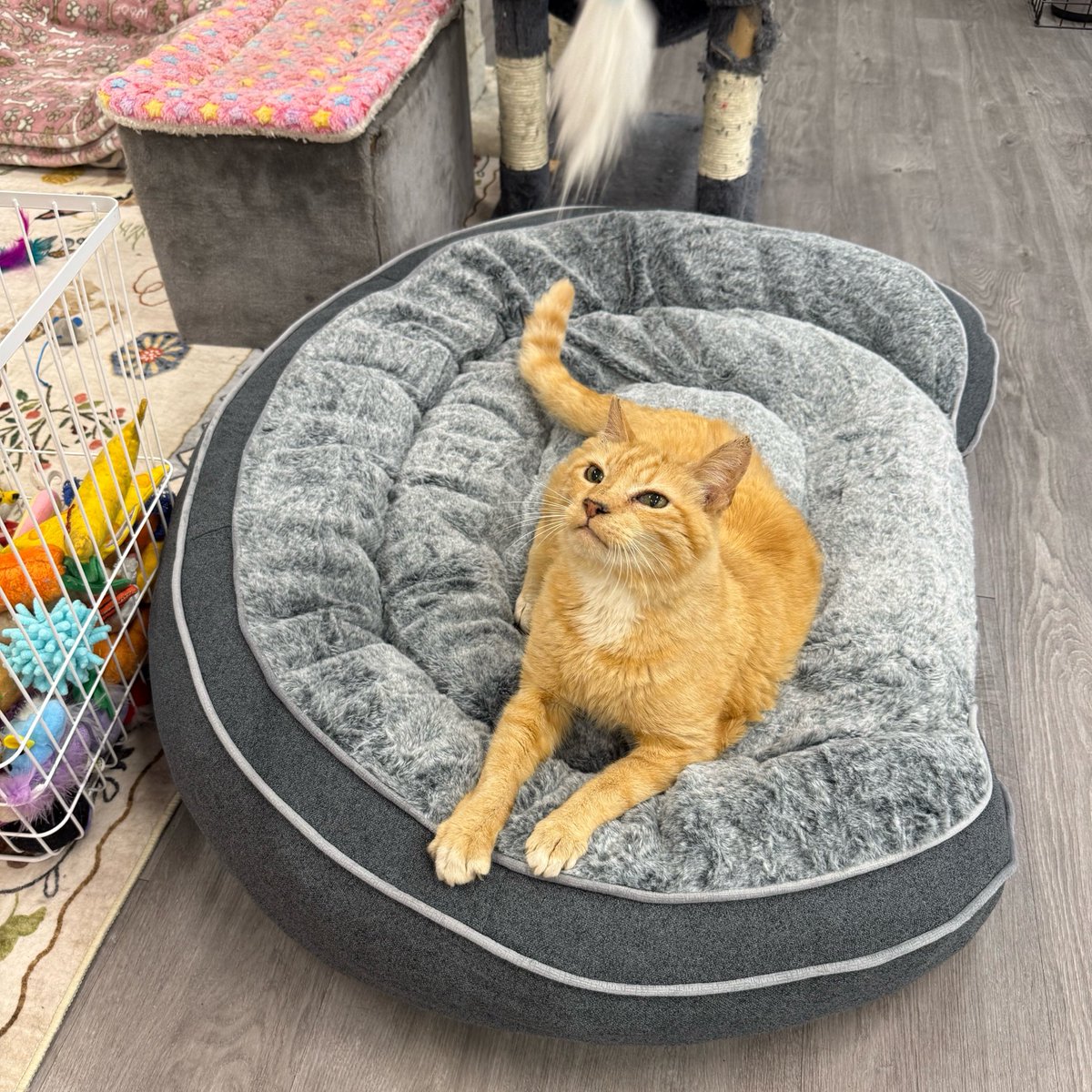 Friends of Bear Cat Rescue tweet media