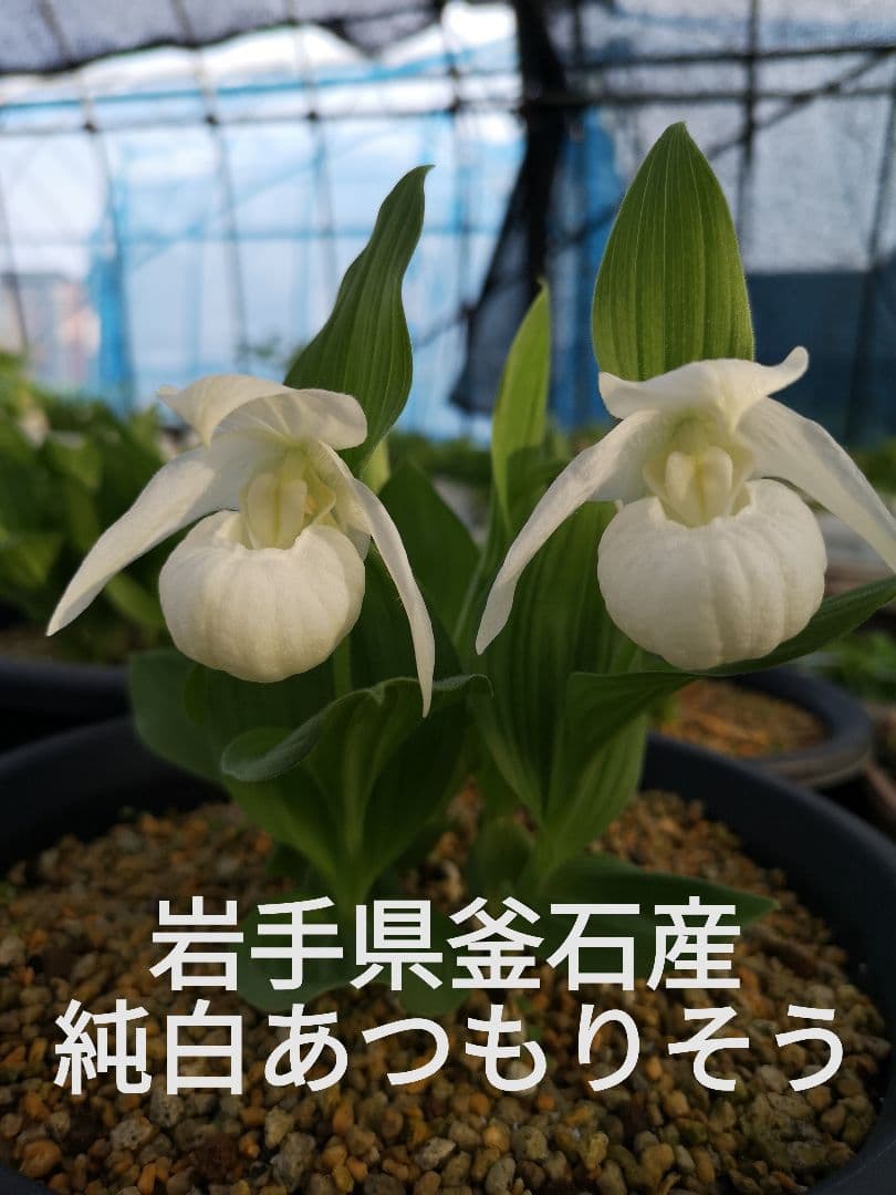 メルカリ 岩手県釜石産純白アツモリソウ 山野草 純白 アツモリソウ 花